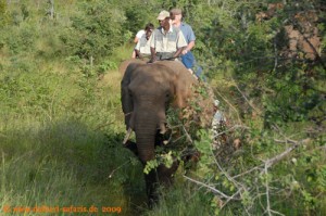 Simbabwe-Urlaub -Victoria Falls- Elefanten-Reiten - Elefant mit Wegzehrung