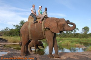 Simbabwe-Urlaub -Victoria Falls- Elefanten-Reiten - "Familienfoto"