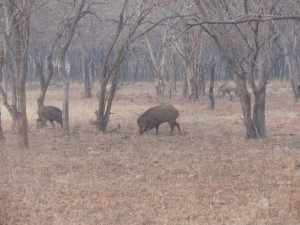 Wildschweine