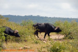 Hwange Nationalpark - Mandavu Dam - Büffel2
