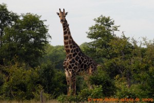 Hwange Nationalpark - Mandavu Dam - Giraffe