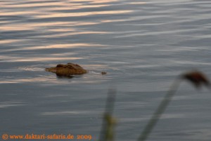 Hwange Nationalpark - Mandavu Dam - Krokodil