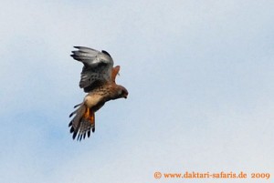 Hwange Nationalpark - Robins Camp -Turmfalke