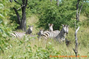 Hwange Nationalpark - Robins Camp - Zebras