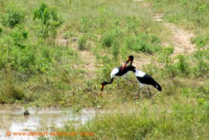 Hwange Nationalpark - Robins - Sattelstörche