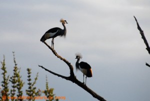 Hwange Nationalpark - Shumba - Kronenkraniche