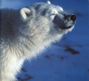 Sonnenbadende Eisbär