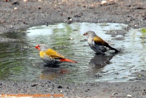 Simbabwe - Hwange Nationalpark - Buntastrild Pärchen