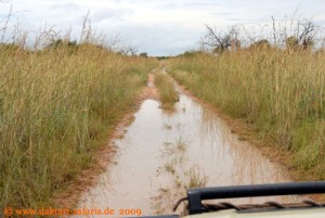 Simbabwe - Hwange Nationalpark - nach dem Regen