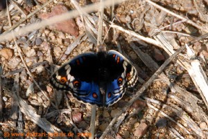 Simbabwe - Hwange Nationalpark - Schmetterling