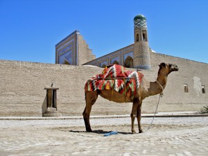Chiwa mit Kamel