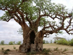 Imposanter Baobab im Saloum Delta