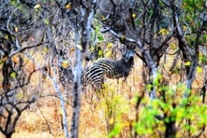 Zebra im National Park