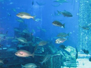 Aquarium im Atlantis Hotel