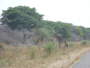 Giraffen im Hwange National Park