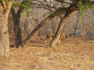 Löwe im Hwange National Park