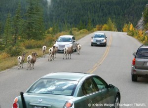 Bergschafe im Jasper-Nationalpark - alle Autos halten an