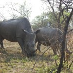 Great Zimbabwe und Matobo National Park – Safari und Reise in Simbabwe / Zimbabwe