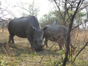 Nashorn im Matobo National Park