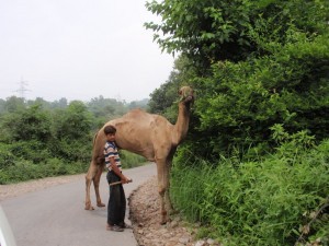 ein kamel in kaschmir