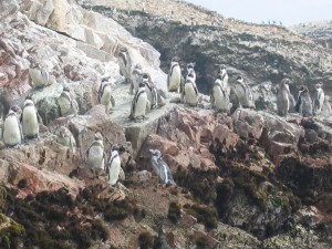 Humboldpinguine