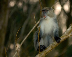 Samango Monkey - Diademmeerkatze