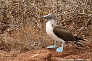 Putziger Blaufußtölpel auf Galapagos
