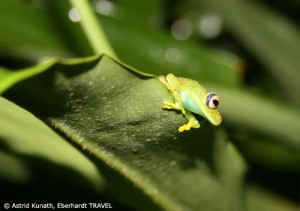 Exotische Tierwelt im Cuyabeno-Reservat