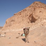 Karawanenreise Sinai - 10 Tage in der Wüste