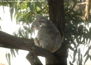 Koala im Daintree-Nationalpark