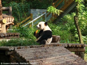 Pandabär im Sieben-Sterne-Park in Guilin
