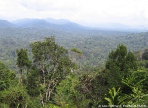 Blick über den Taman Negara Regenwald