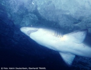Im Haifisch-Tunnel im Aquarium von Sydney kommt man den Raubtieren zum Greifen nah