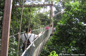 Wanderung durch die Baumkronen im Taman Negara Nationalpark