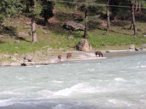 Flussbett auf dem Rückweg nach Srinagar