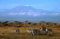 Zebras vor dem Kilimandscharo