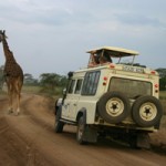 Giraffe auf Pirschfahrt