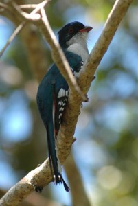 Kuba - Humboldt Nationalpark - Kuba Trogon