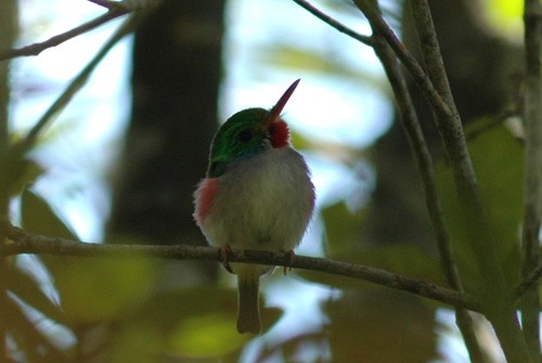 Kuba - Humboldt Nationalpark - Kuba tody