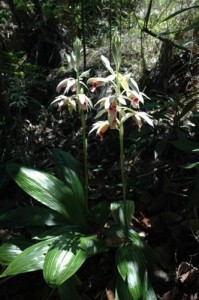 Kuba - Humboldt Nationalpark - Orchideen