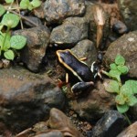 Kuba Erlebnisreise: Baracoa und Alexander von Humboldt Nationalpark