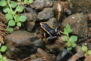 Kuba - Humboldt Nationalpark -Rana iberia