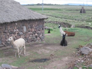 Lamas als Haustiere