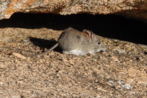 Matobo Nationalpark - Elefantenspitzmaus