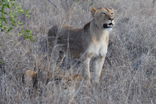 Save Valley Conservancy - Lionesses