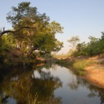 In Simbabwe unterwegs: Eindrücke nach dem ersten Regen - Zarte Pflänzchen