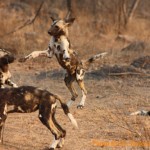 Travel to Zimbabwe: watch African wild dogs with researchers