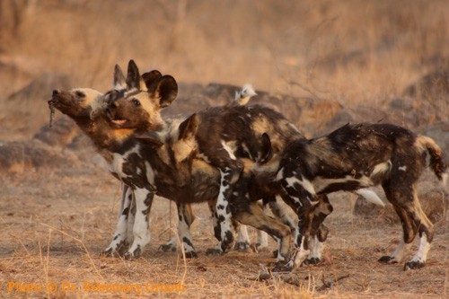 Wild dog puppies playing