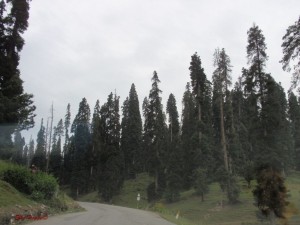 Nadelwald in Kaschmir