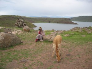 Vincuña am Titcacasee